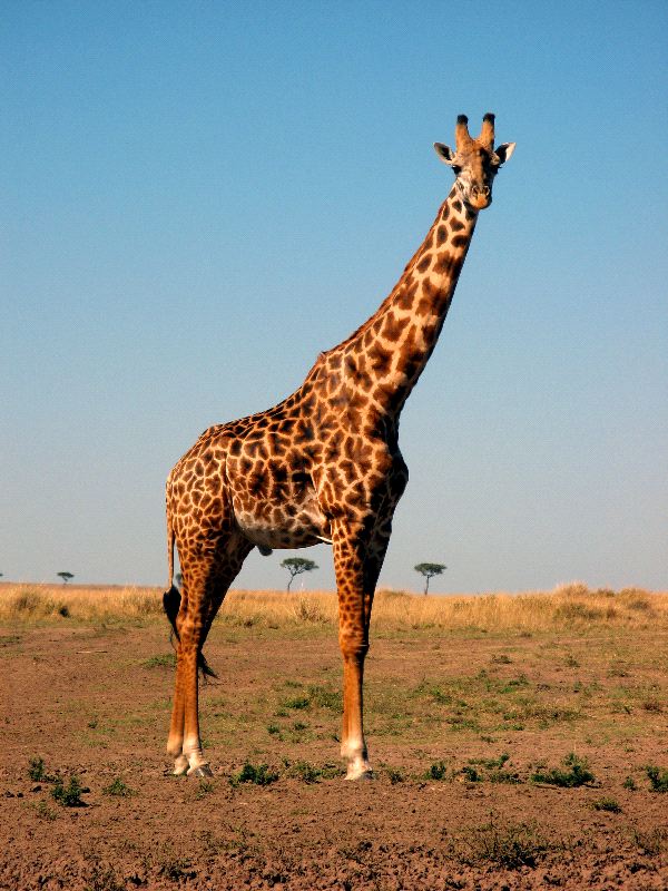 [Image: Beautiful_Masai_Giraffe_Posing_600.jpg]