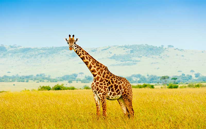 Masai Giraffe Giraffa Tippelskirchi Giraffe Facts And Information