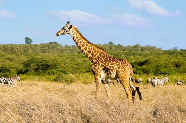 Giraffe Habitat - Giraffe Facts and Information
