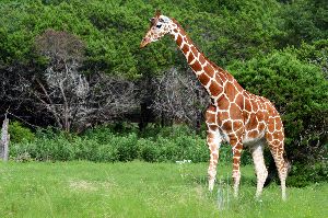 Adult Reticulated Giraffe
