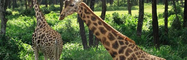 Rothschild Giraffe (Giraffa camelopardalis rothschildi)