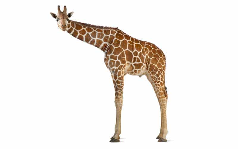 Reticulated Giraffe facts