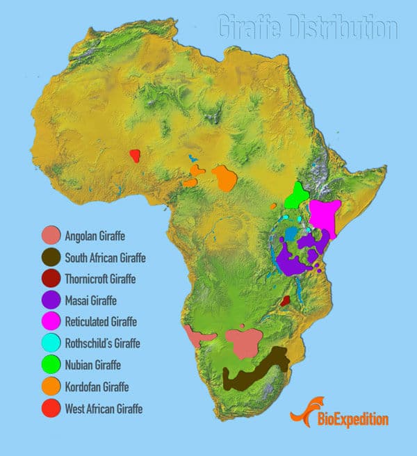 Jungle Maps: Map Of Africa Where Zebras Live