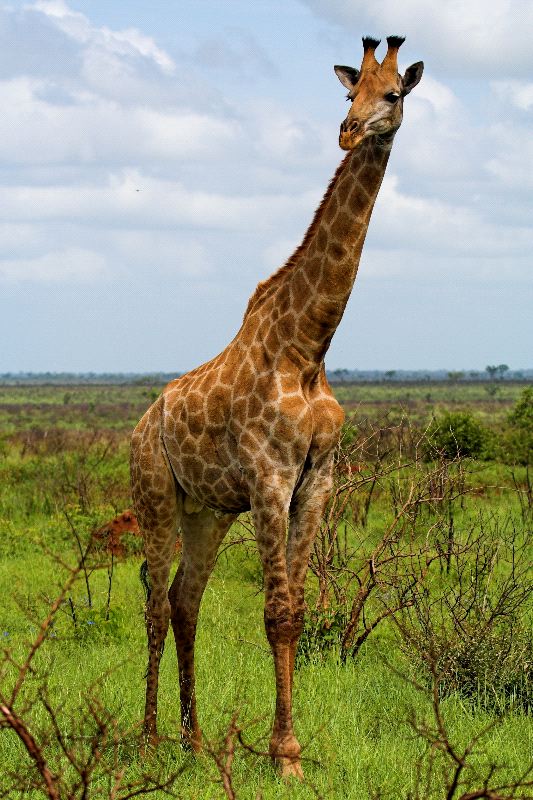 Giraffe Bull In The African Savanna