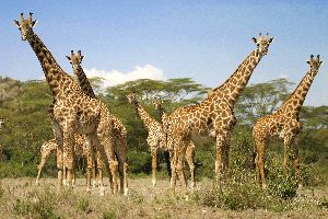 Giraffe Herd In Kenya