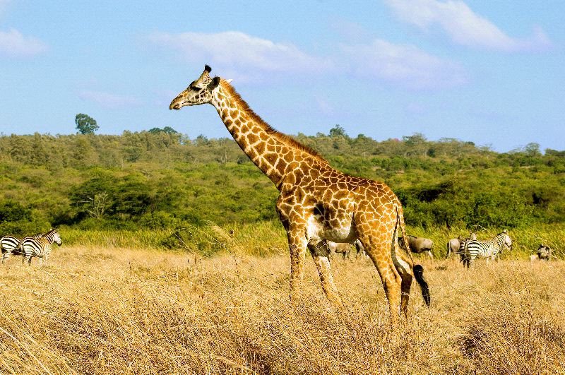 Giraffe In Savanna Biome