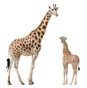 Giraffe Mother And Calf