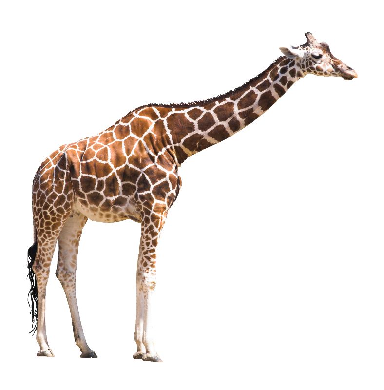Cut out pictures of animals Cut out pictures of animals