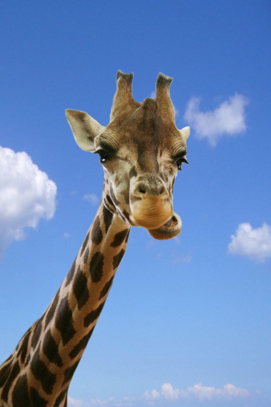 Giraffe with Blue Sky Background