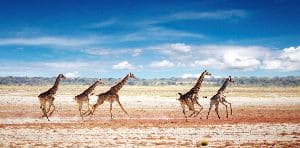 Herd Of Giraffes In African Savanna