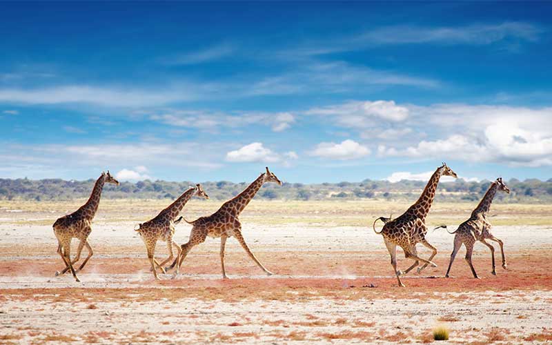 Social Structure of Giraffes.