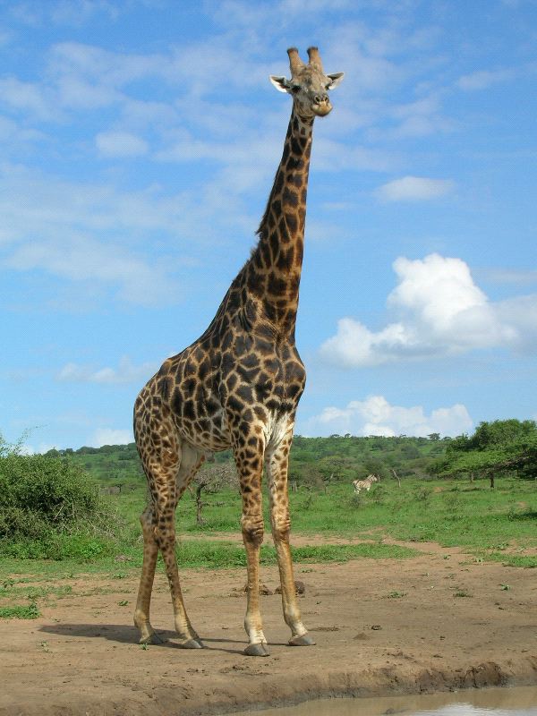 Large Giraffe In South Africa
