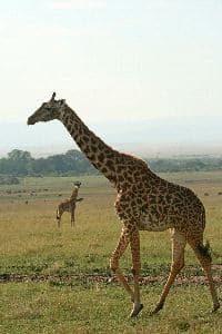 Masai Giraffe In Kenya National Park