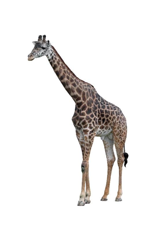 Masai Giraffe Or Kilimanjaro Giraffe