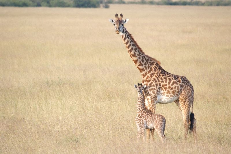 Masai Giraffe With Calf