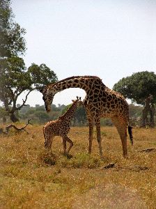 Mother Giraffe with Calf in the Masai Mara Park Mother Giraffe with Calf in the Masai Mara Park