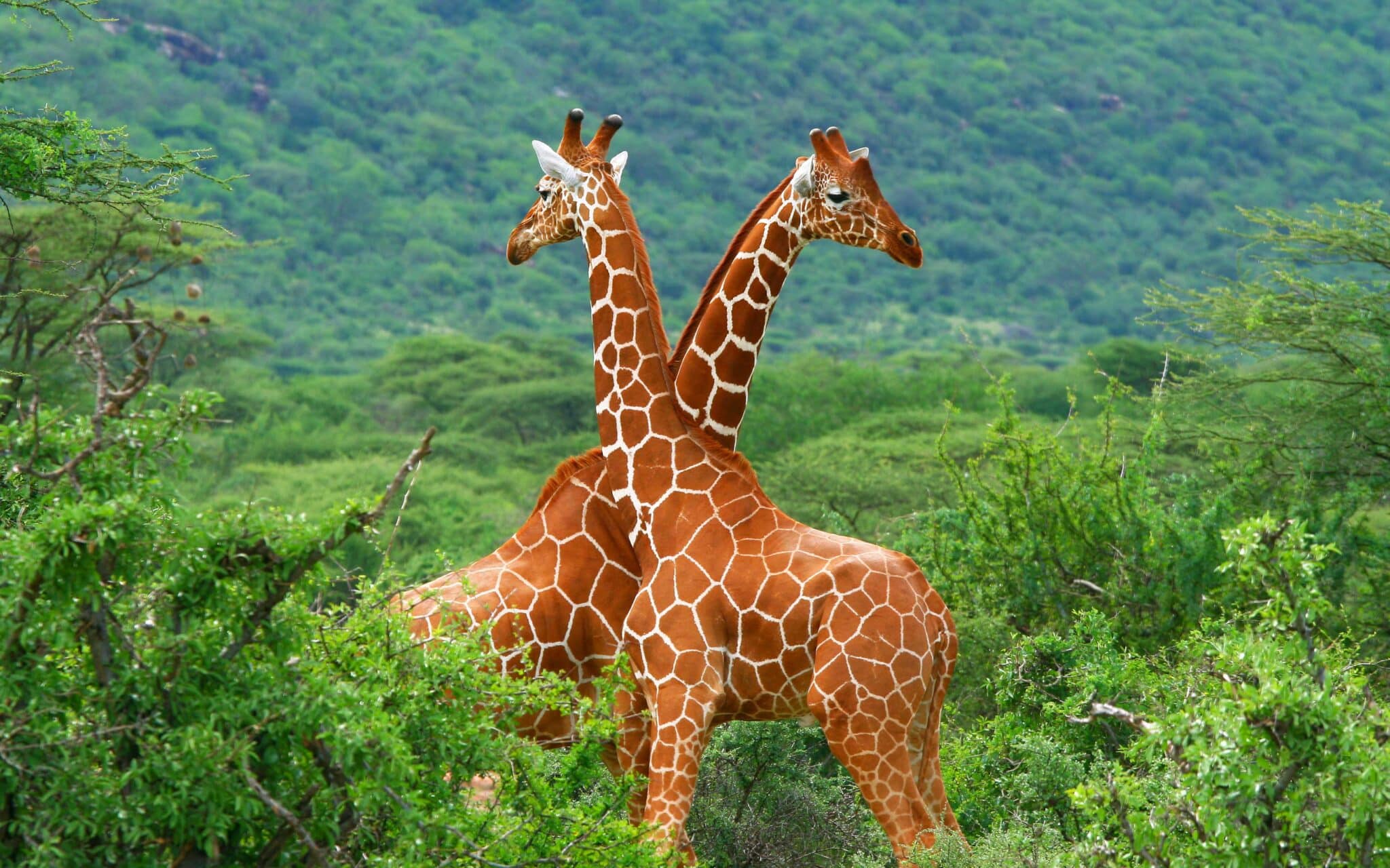 Amazing facts about Reticulated giraffes.