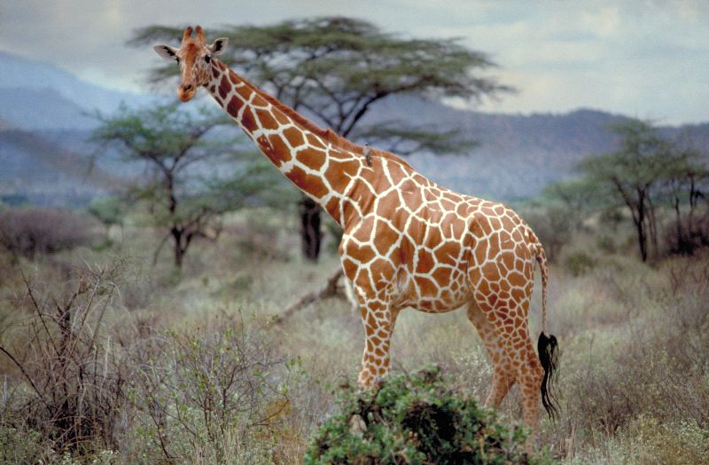 Somali Or Reticulated Giraffe 