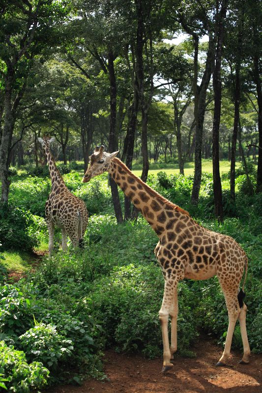 Two Giraffe Strolling