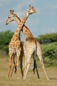 Two Male Giraffes Fighting