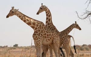 camelopardalis peralta giraffa clmence delmas