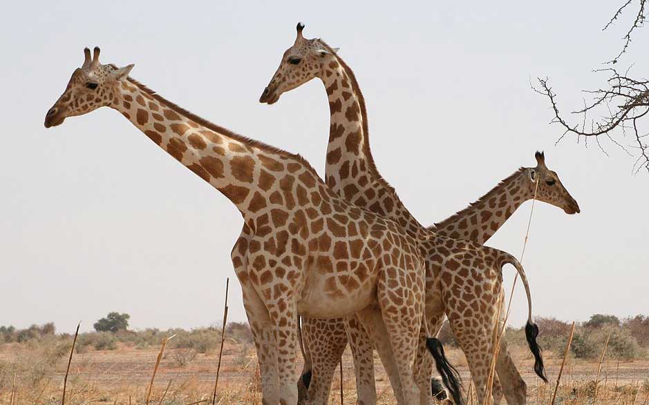 Nigerian giraffe characteristics.