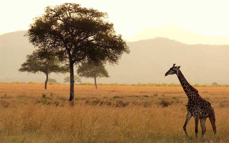 Distribution of giraffes.