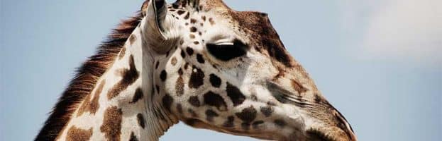 Giraffe Anatomy - Giraffe Facts and Information