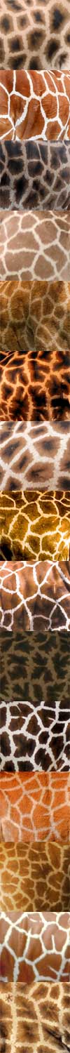 giraffe patterns