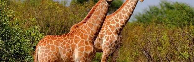 Giraffe Species