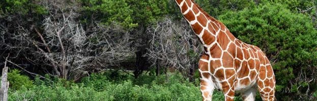 Giraffe Habitat and Distribution