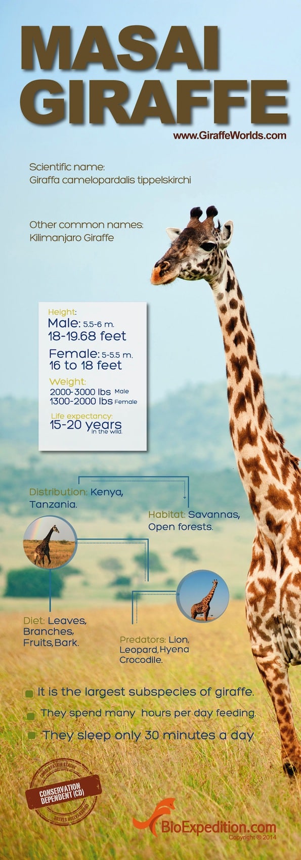 Giraffe habitat image