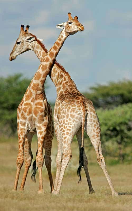 Giraffe Social Behavior Social organization of giraffes.