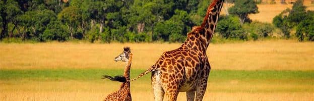 Giraffe Reproduction