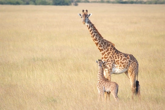Ciclo reproductivo de las jirafas.