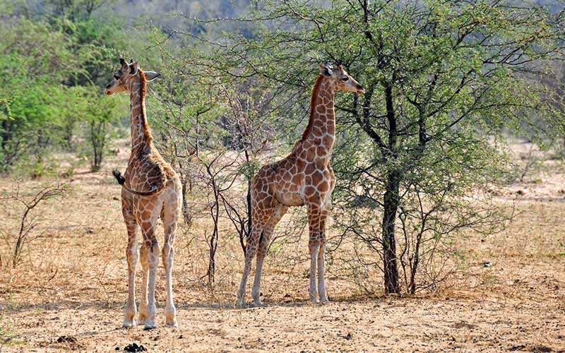 Types of giraffes.
