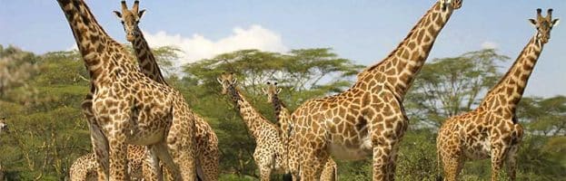 Giraffe Social Structure